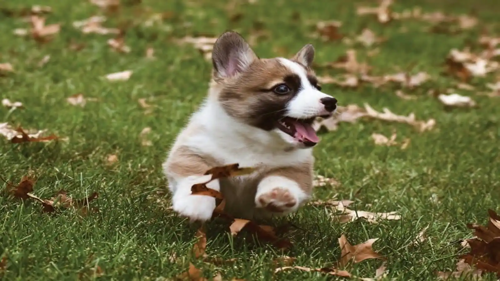 Sobha Windsor Apartments In Whitefield Bangalore Pet-Park